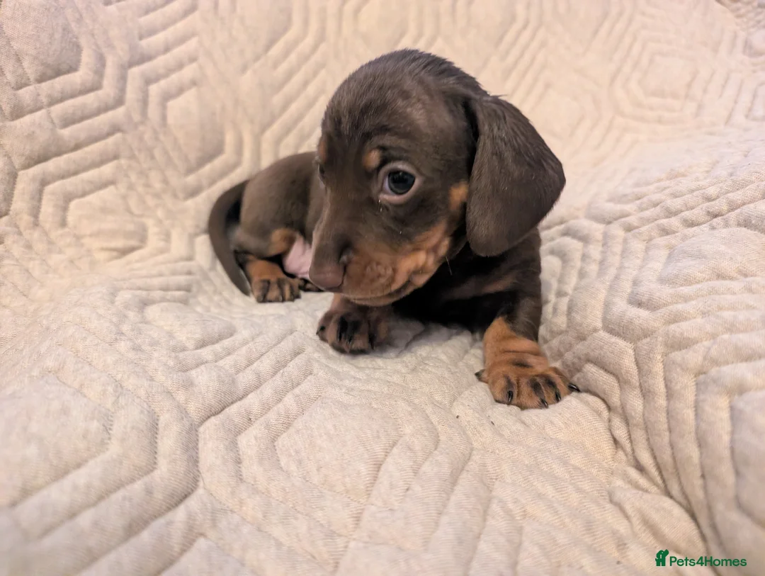 Miniature Dachshund dogs for sale: Beautiful Miniature Dashound Puppies For Sale - Advert 7