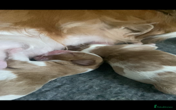 Cavalier King Charles Spaniel dogs for sale: KC Reg. BOYS DNA clear and Health Tested Parens - Image 4