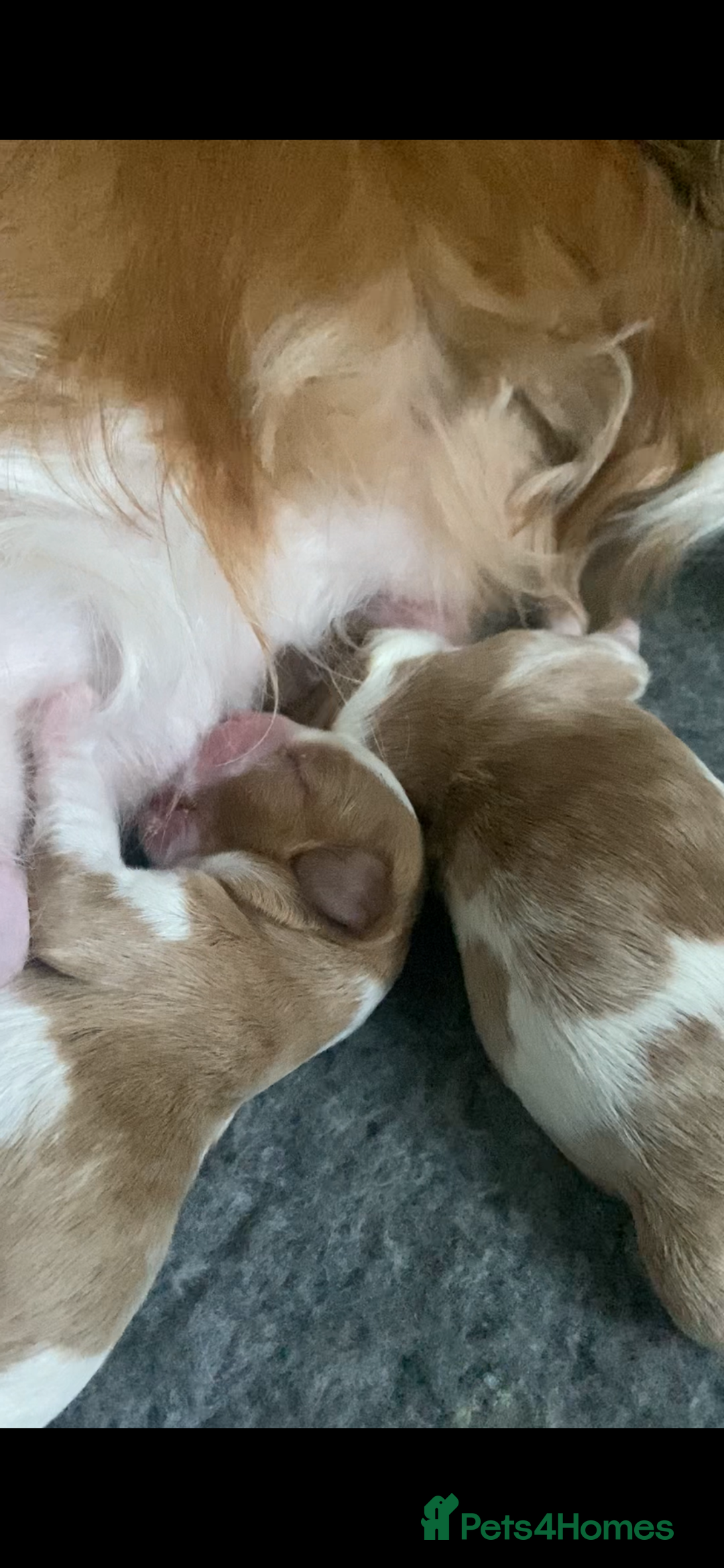 Cavalier King Charles Spaniel dogs for sale: KC Reg. BOYS DNA clear and Health Tested Parens - Image 4
