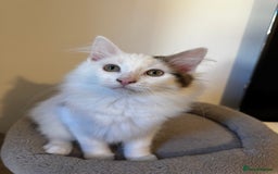 Mixed Breed cats for sale: Beautiful Ragdoll Kittens  - Advert 7
