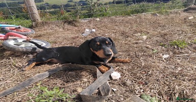 Miniature Dachshund dogs - Advert 12