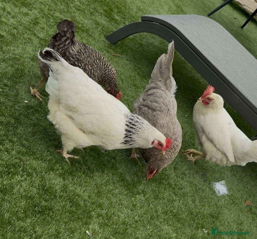 Chickens poultry for sale: Hatching eggs, day old chicks. Opal, silverudd - Advert 8