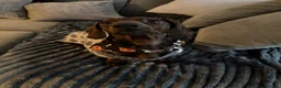 Dachshund dogs for stud: Standard smooth-haired Dachshund for Stud - Advert 5