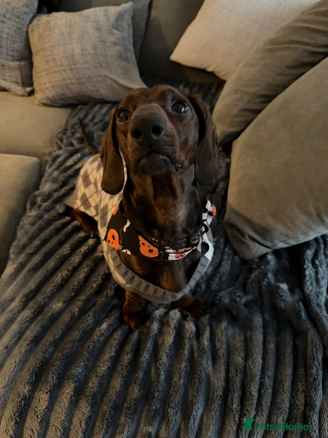 Dachshund dogs for stud: Standard smooth-haired Dachshund for Stud - Advert 5