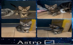 Mixed Breed cats for sale: 4 Kittens looking for their forever homes 🏠  - Image 3