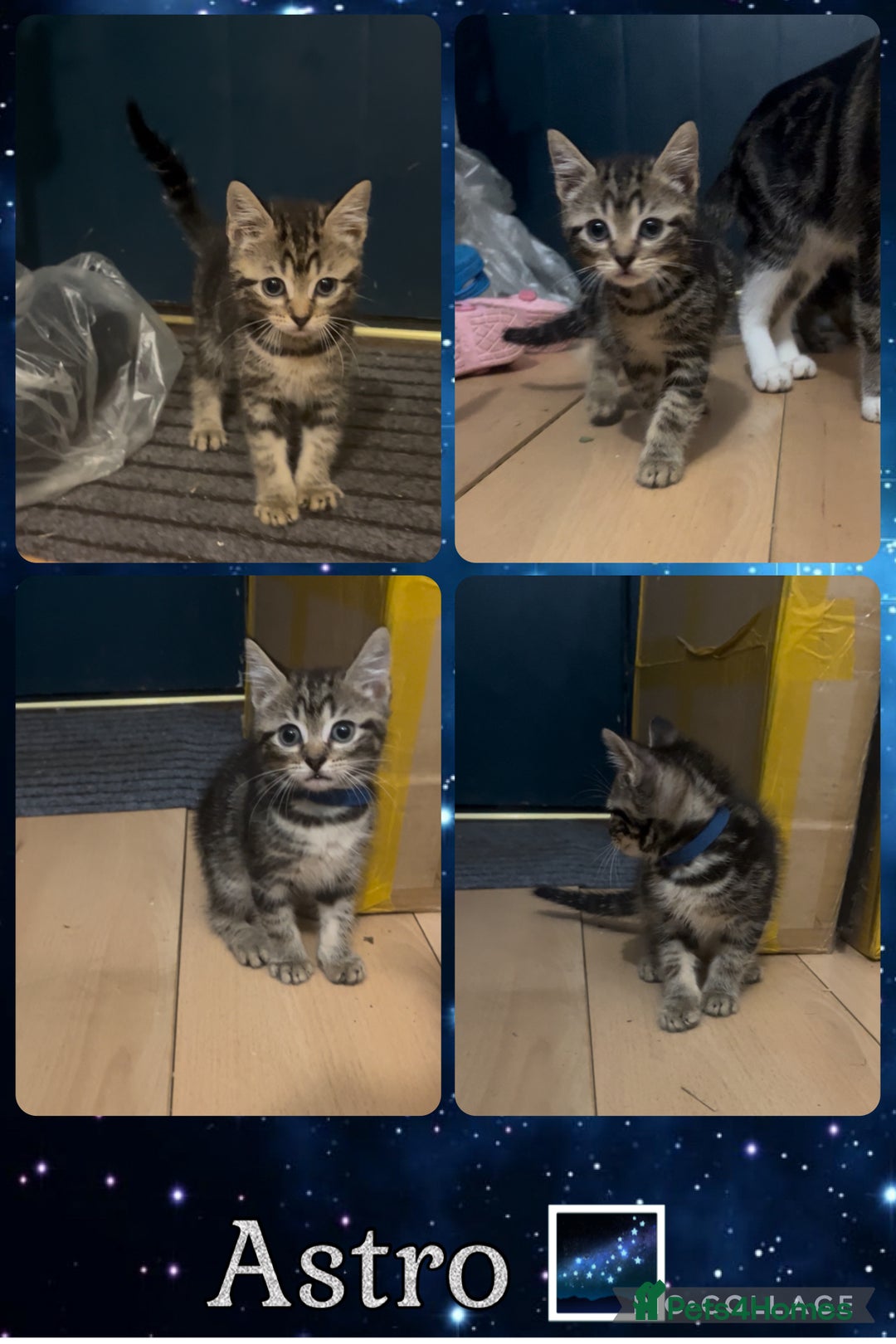 Mixed Breed cats for sale: 4 Kittens looking for their forever homes 🏠  - Image 3