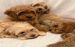 Cavapoo dogs for sale: Cavapoo puppy’s Extensively health tested parents - Image 14