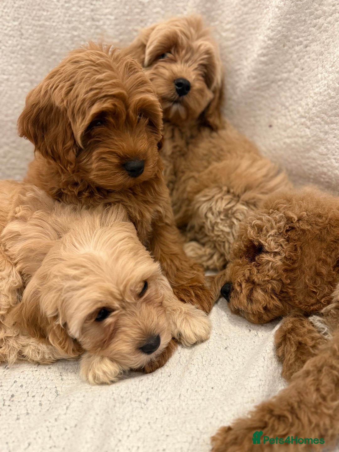 Cavapoo dogs for sale: Cavapoo puppy’s Extensively health tested parents - Image 14