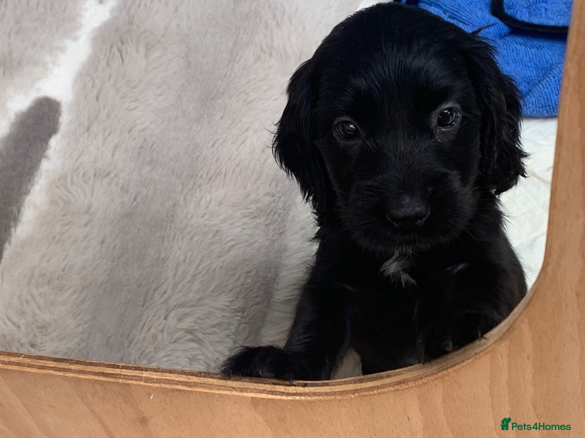 Cocker Spaniel dogs Beautiful pedigree English show cocker puppies 🐾 - Advert 1