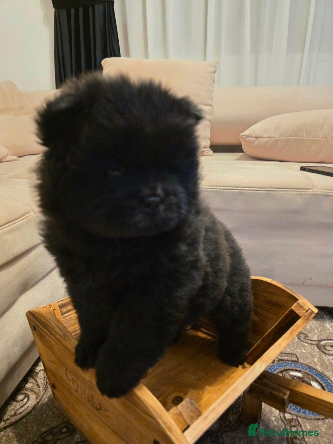 Chow Chow dogs for sale: “Fluffy & Loving Chow Chow Puppy " - Advert 2