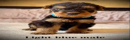Airedale Terrier dogs for sale: ADORABLE KC REGISTERED AIREDALE PUPS - Advert 22