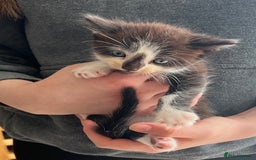 British Shorthair cats for sale: Kittens - Image 7