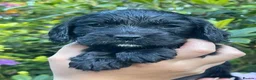 Cocker Spaniel dogs for sale: KC Reg Beautiful Working Cocker puppies DNA tested - Advert 7