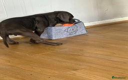 Cane Corso dogs for sale: Cane corso puppy  - Image 5