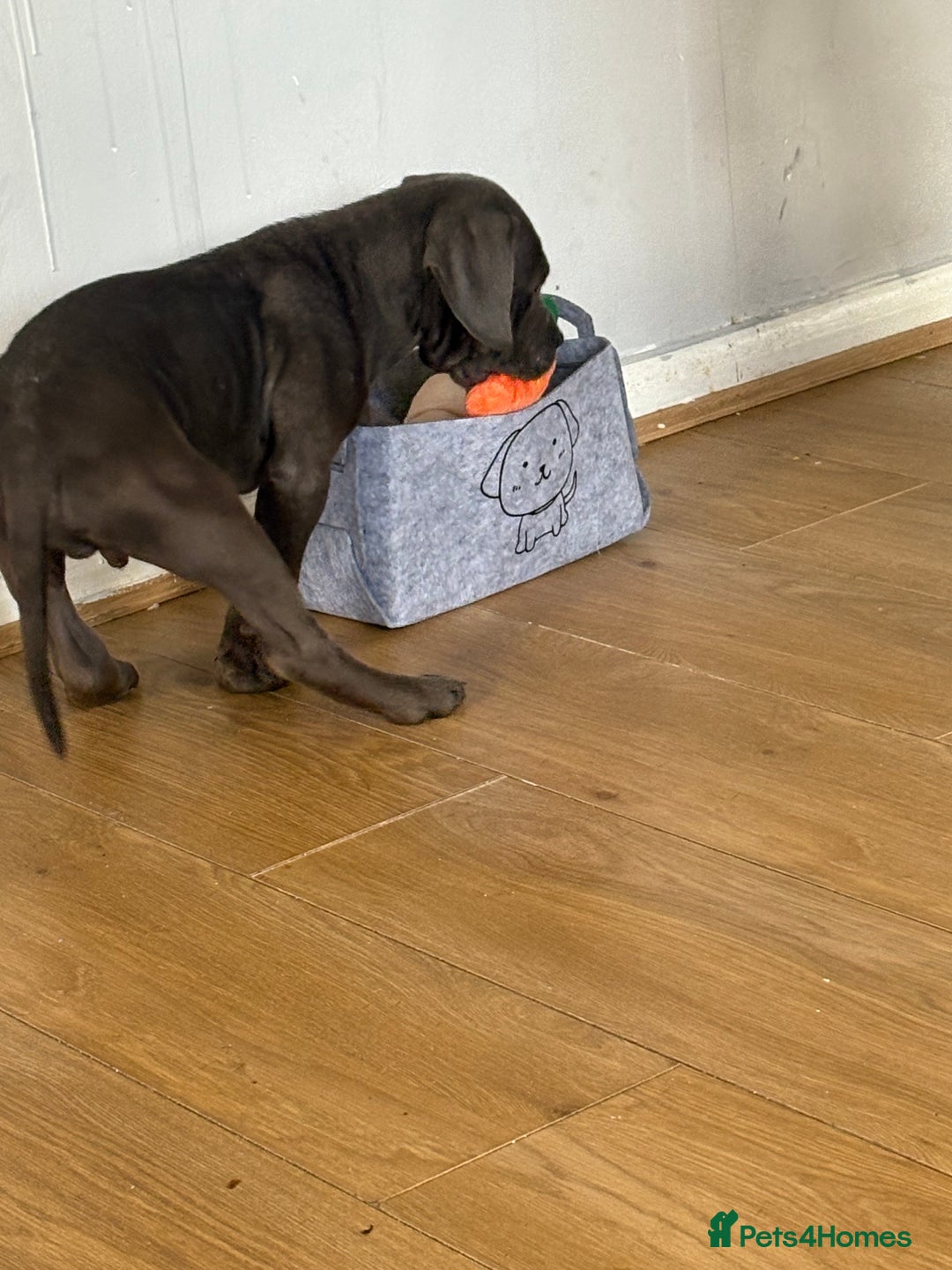 Cane Corso dogs for sale: Cane corso puppy  - Image 5