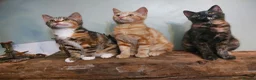 Mixed Breed cats for sale: 14 week old kittens ginger boy 2 tabby girls  - Advert 3
