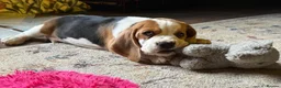 Beagle dogs for sale: Cloud-Soft Cuddles – Beagle Puppies for Sale in Liverpool - Advert 6