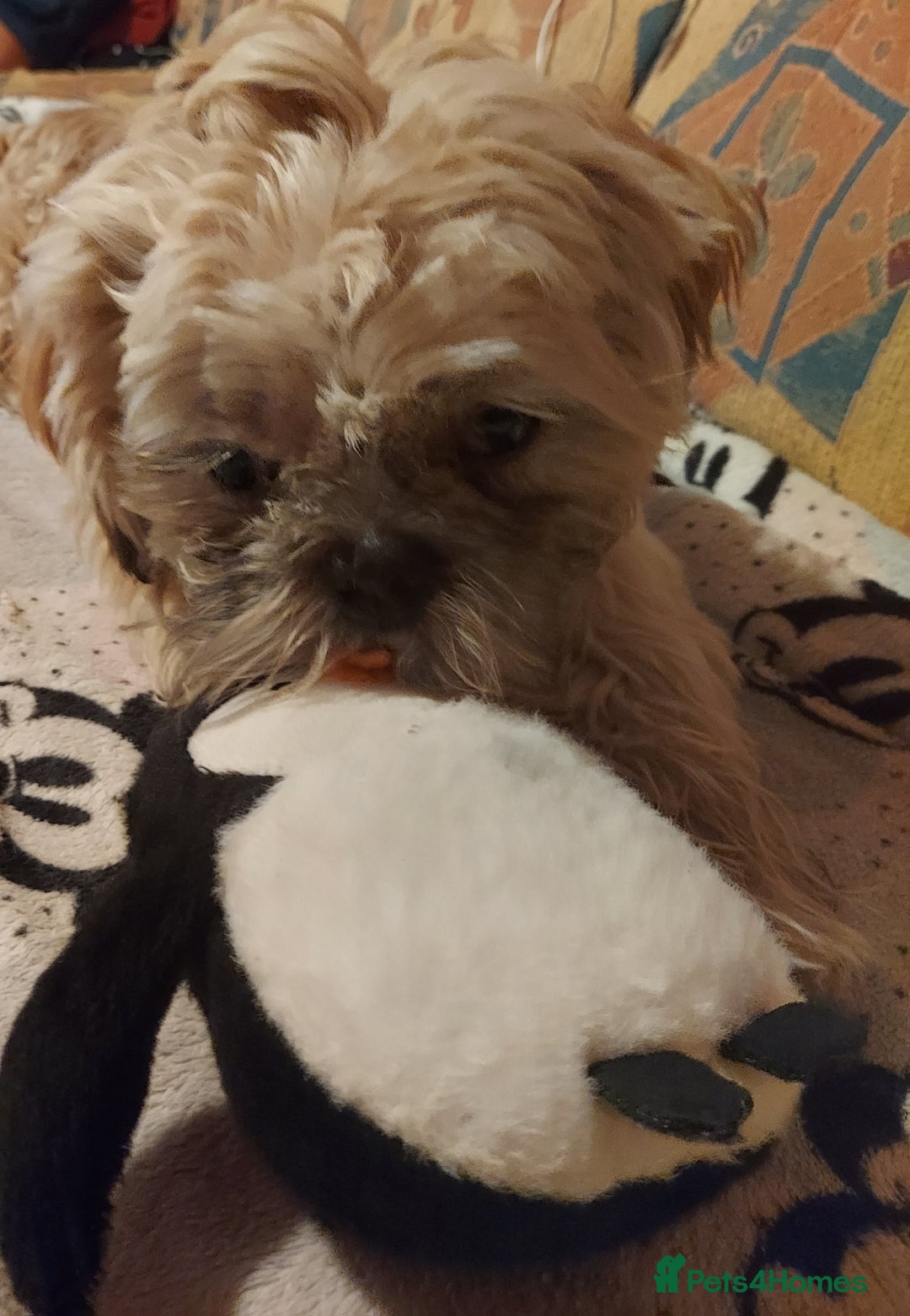 Shih Tzu dogs for sale: Male puppy shih tzu  - Advert 2