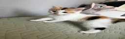 Mixed Breed cats for sale: Last Available Kitten Looking for Forever Home - Advert 7