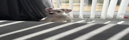 Boxer dogs for sale: boxer puppies for sale ***READY TO LEAVE NOW*** - Advert 5