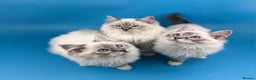 Ragdoll cats for sale: 💙 STUNNING GCCF GRCH SIRED RAGDOLL KITTENS 💙 - Advert 2