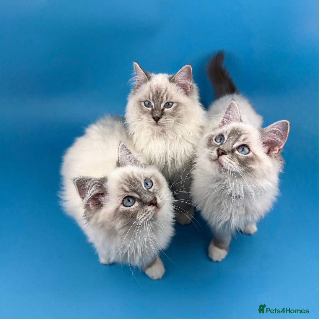 Ragdoll cats for sale: 💙 STUNNING GCCF GRCH SIRED RAGDOLL KITTENS 💙 - Advert 2
