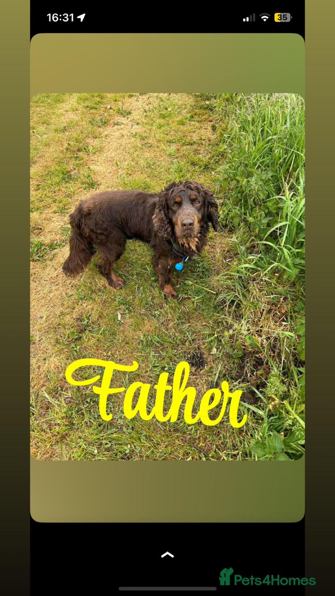 Cocker Spaniel dogs for sale: Beautiful Cocker Spaniel Puppies - Advert 3