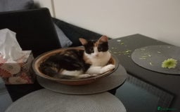 European cats for sale: Free Calico tortoise shell less than a year old - Image 1