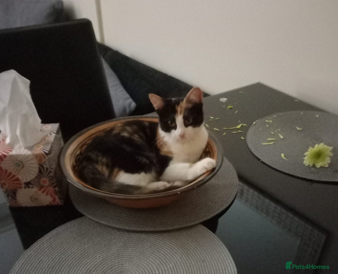 European cats for sale: Free Calico tortoise shell less than a year old - Image 1