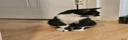 Mixed Breed cats for adoption: Rescue kitten 6 months looking for her own home - Advert 2