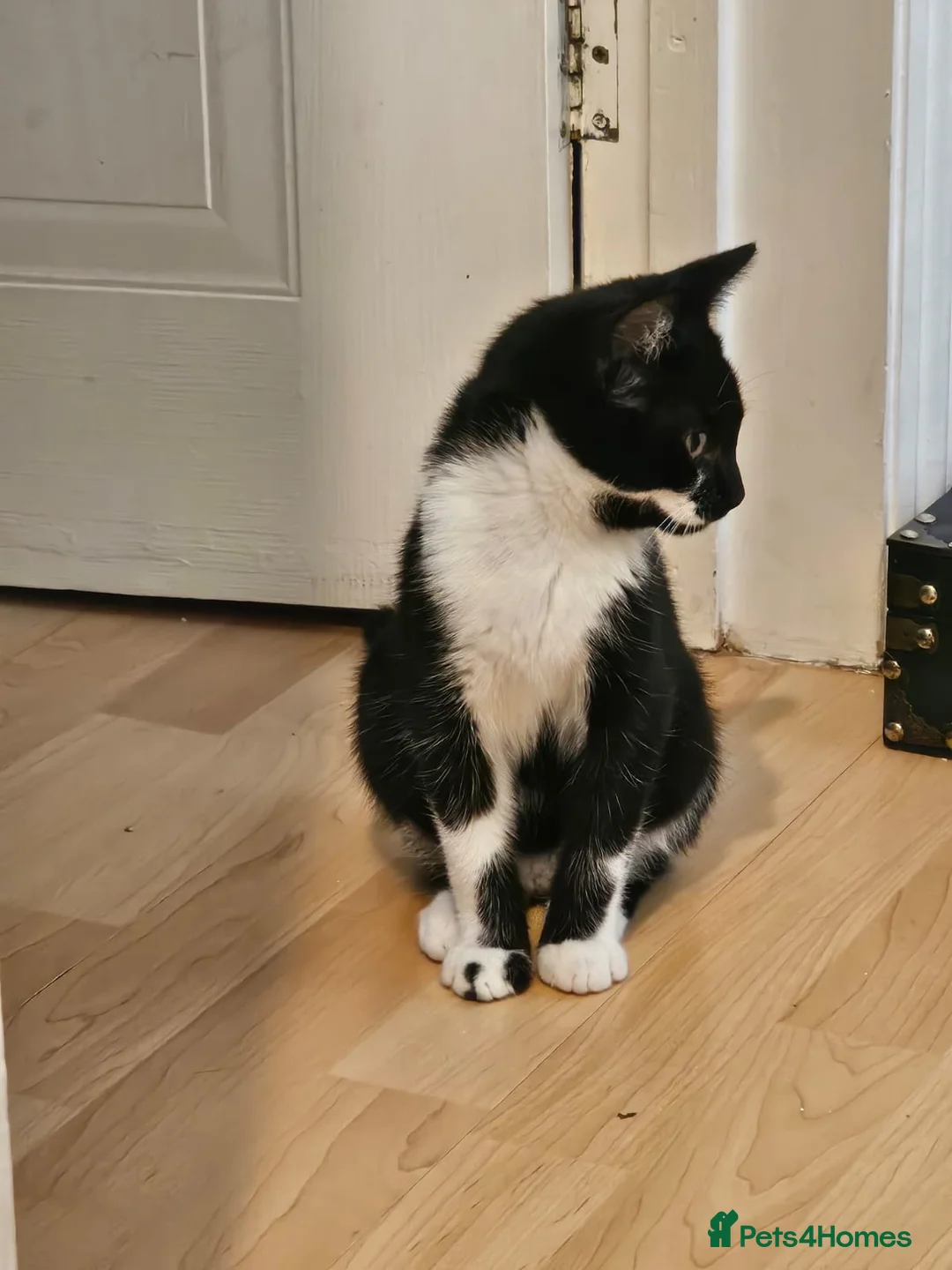 Mixed Breed cats for adoption: Rescue kitten 6 months looking for her own home - Advert 2