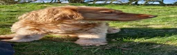 Cockapoo dogs for sale: Beautiful Angus - Advert 1