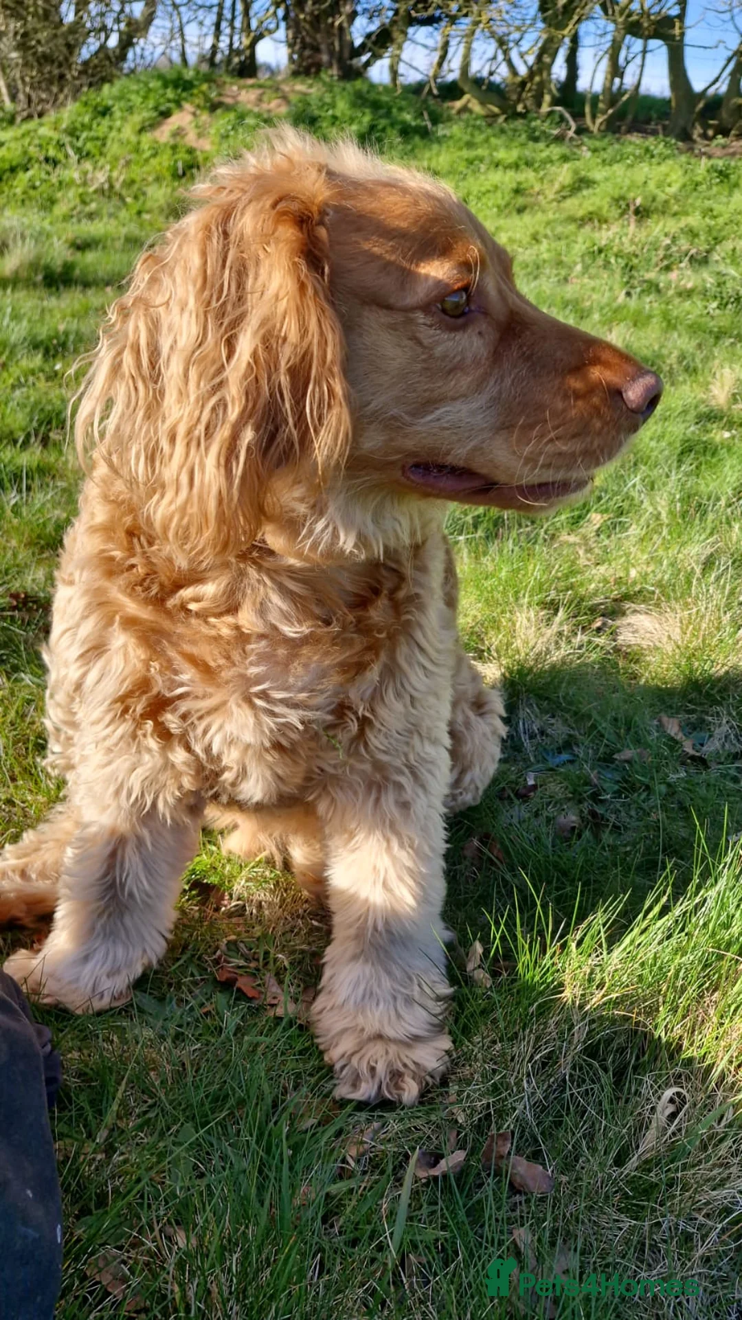 Cockapoo dogs for sale: Beautiful Angus - Advert 1