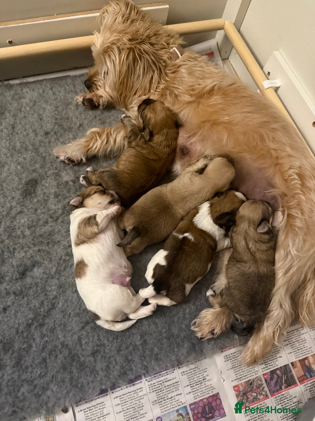 Mixed Breed dogs for sale: Absolutely gorgeous lhatese puppies - Advert 34