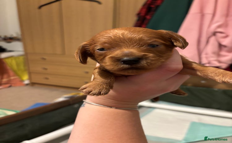 Cockapoo dogs - Advert 1