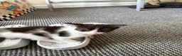 Domestic Shorthair cats for sale: Male Kitten - 1 LEFT  - Advert 3