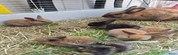 Mixed Breed rabbits for sale: 4 Hazel brown baby rabbits - Advert 6