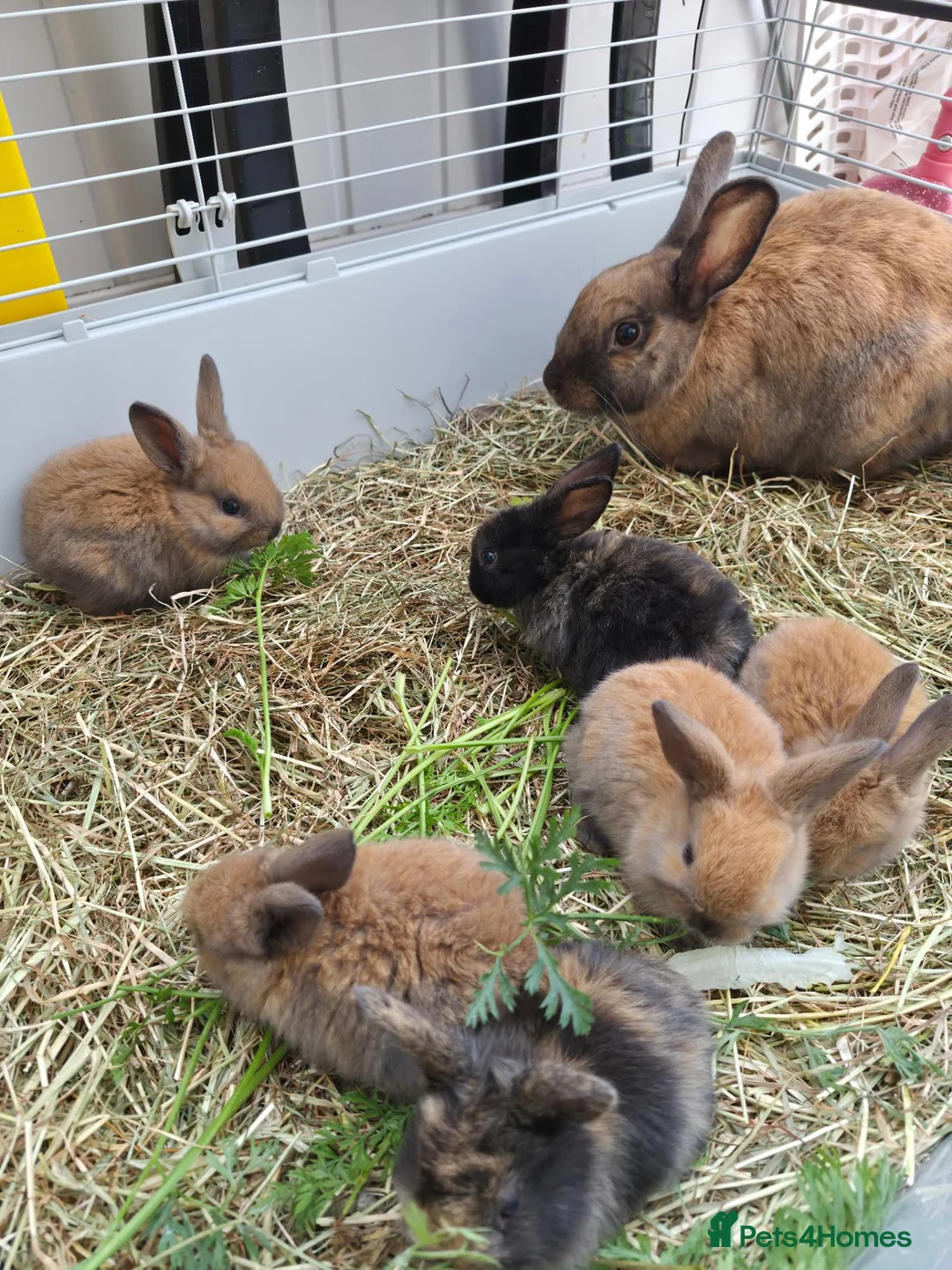 Mixed Breed rabbits for sale: 4 Hazel brown baby rabbits - Advert 6