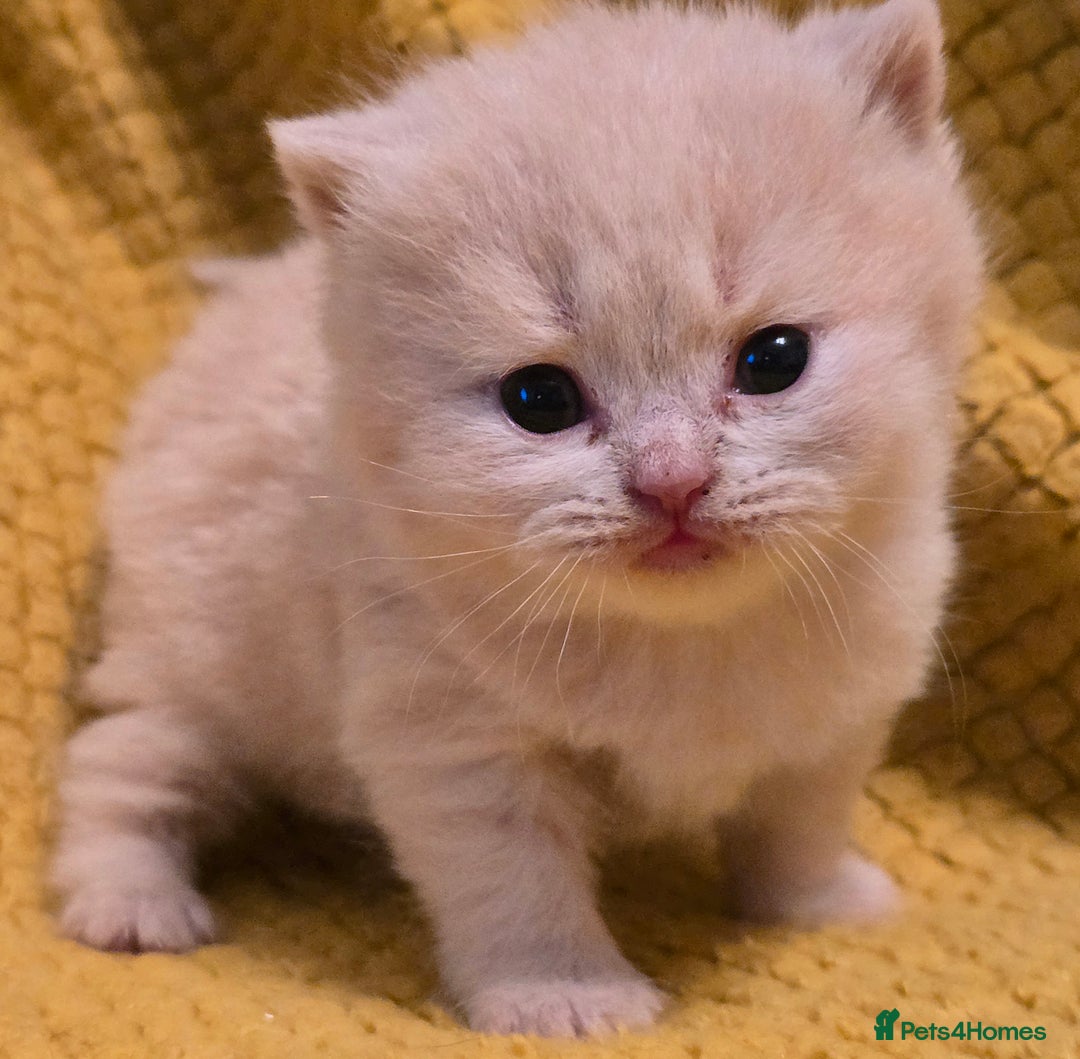 British Shorthair cats for sale: TICA registered British shorthair kittens - Advert 31