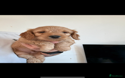 Toy Poodle dogs for stud: Apricot toy poodle, kc reg  - Image 4