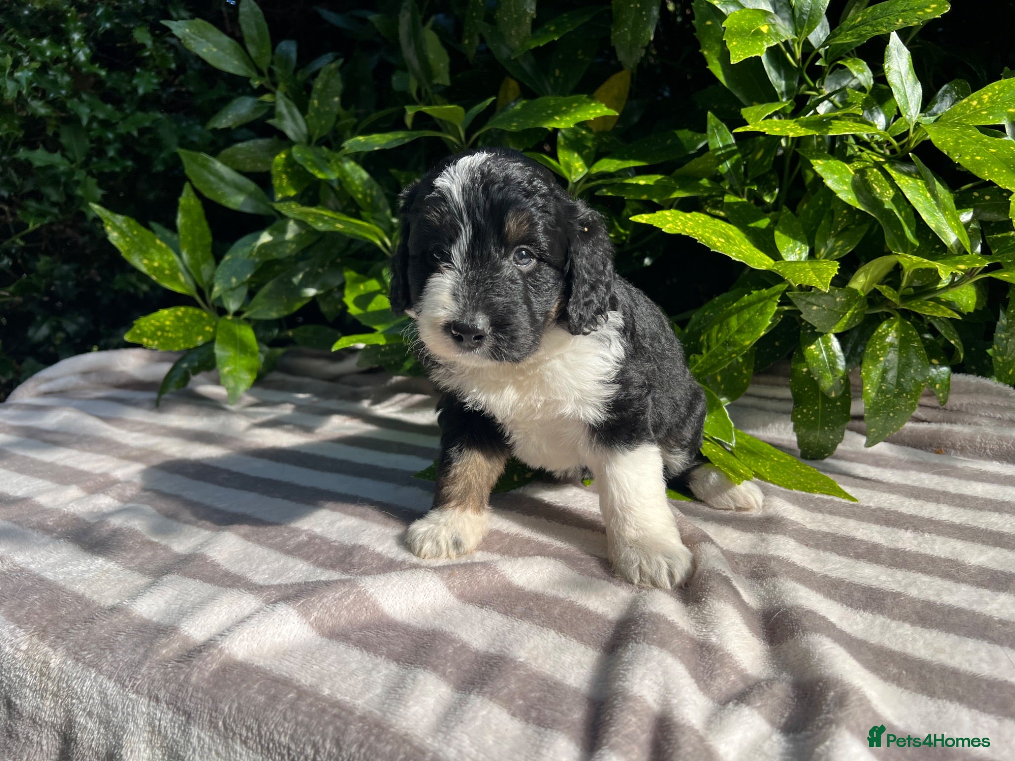 Bordoodle dogs Bordoodle, extensive tests ,full refund guarantee  - Advert 1