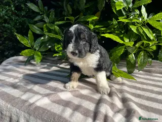 Bordoodle dogs Bordoodle, extensive tests ,full refund guarantee - Advert 11