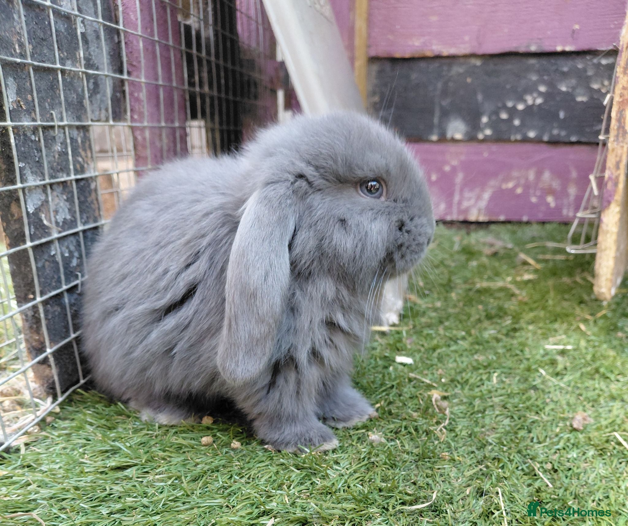 French Lop rabbits Vaccinated french lop babies  - Advert 2