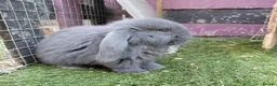 French Lop rabbits for sale: Vaccinated french lop babies  - Advert 2