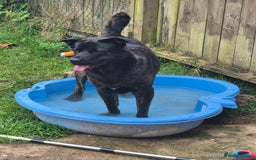 Mixed Breed dogs for sale: Akita cross presa canario  - Image 1