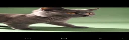 British Shorthair cats for sale: Beautiful British short-hair blue - Advert 3