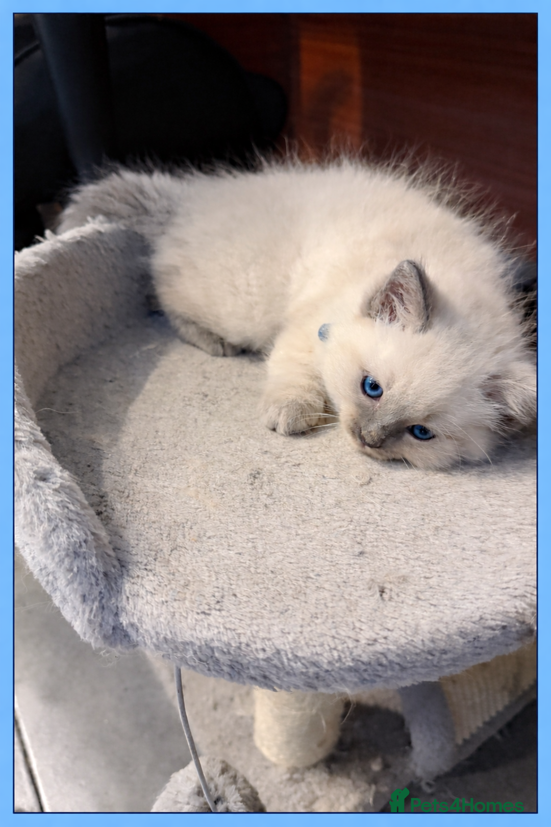 Ragdoll cats for sale: Beautiful ragdolls for sale  - Advert 6