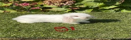 Mini Lop rabbits for sale: Pure bred mini lops . - Advert 13