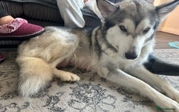 Shepsky dogs for sale: Shepsky - Image 34