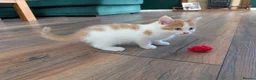 Mixed Breed cats for sale: Beautiful kittens for sale. - Advert 3